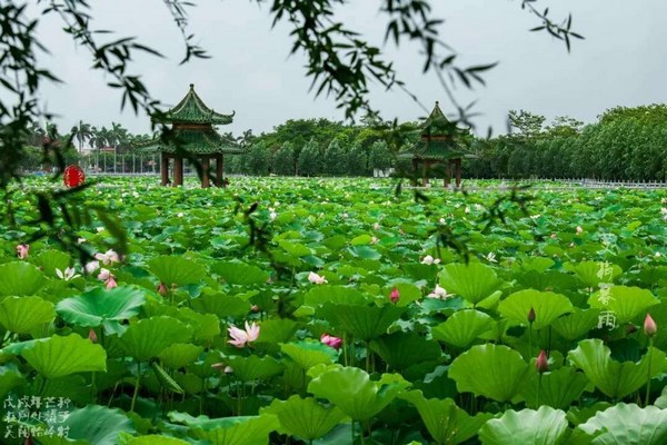 廣東湛江吳川市富人村都是回饋鄉里的典範，足感心