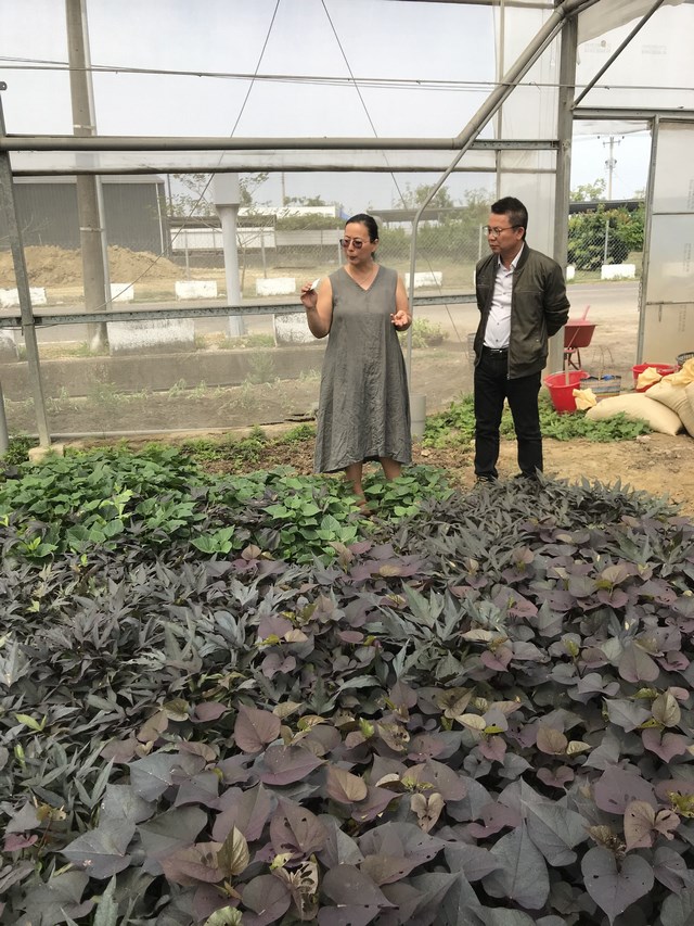 繽紛香草園 夢想新樂園