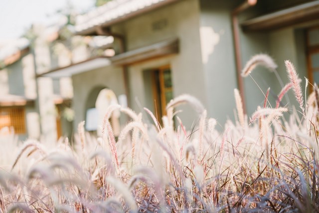 水交社文化園區紫葉狼尾草盛開 仙氣美景超好拍