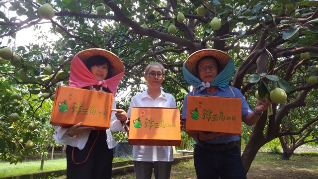 阿嬤的文旦嫁妝