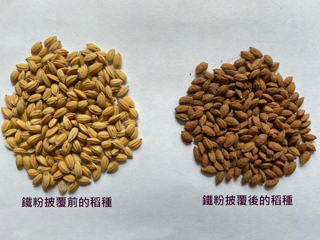 水田生態、水資源永續新尖兵～稻種披覆鐵粉直播技術、水稻香米新品種「臺南19號」