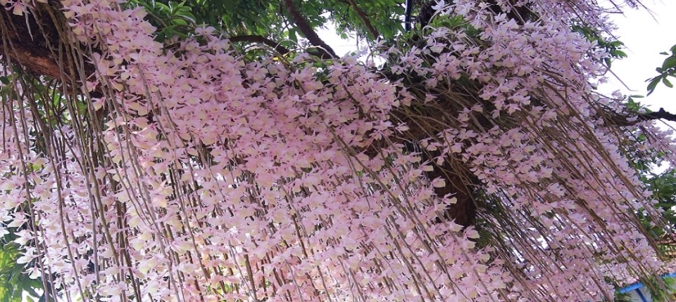 白河蓮花節開鑼  適逢溫馨母親節  邀媽媽賞蓮、品咖啡、萬里長城看《牛車來去》拍片場景