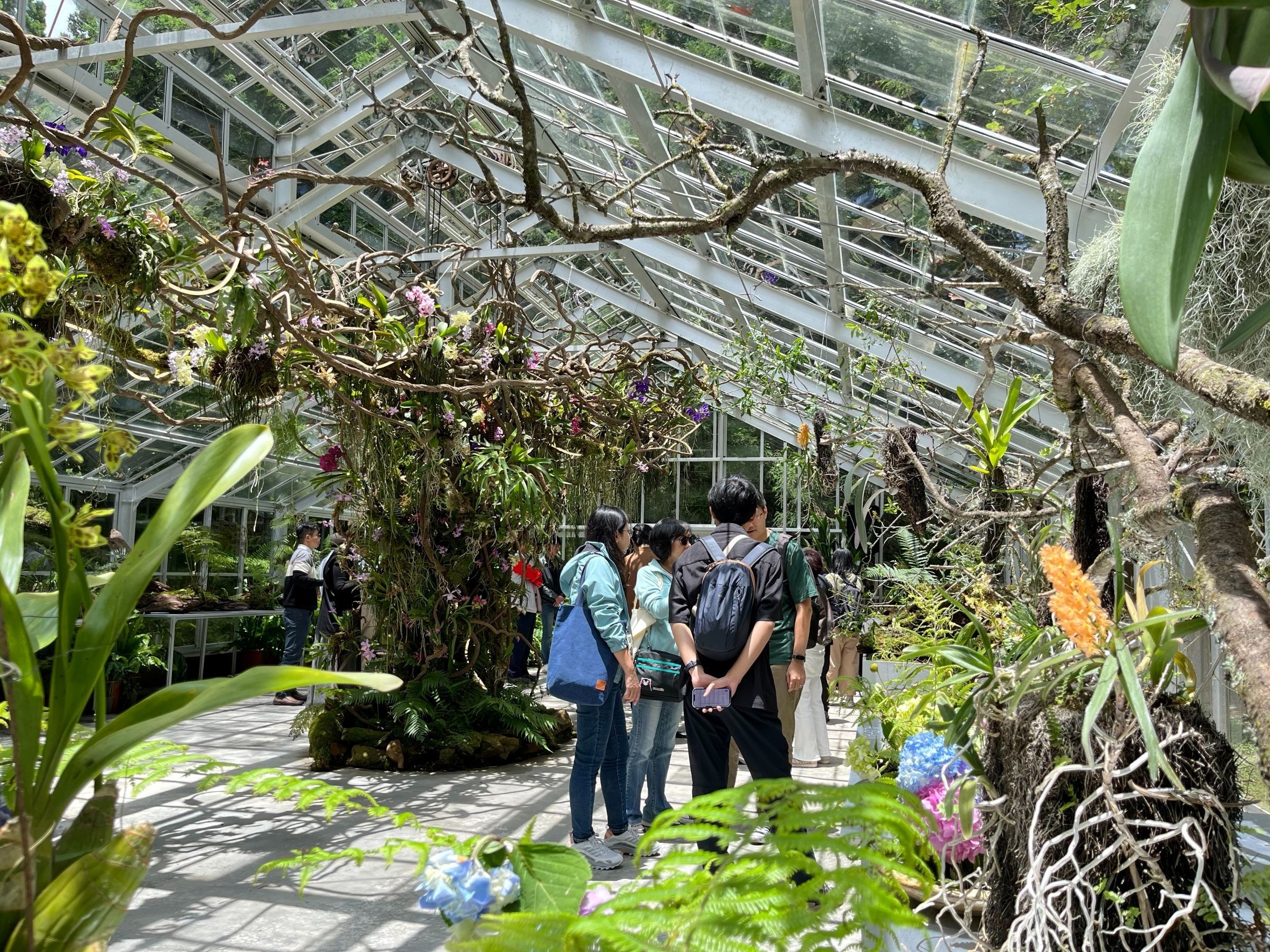 「浮光界」溫室內種植多種以「阿里山」為名的植物,遊客可近距離觀察各類高山植物特徵 (1) 「浮光界」溫室內種植多種以「阿里山」為名的植物,遊客可近距離觀察各類高山植物特徵 (1)