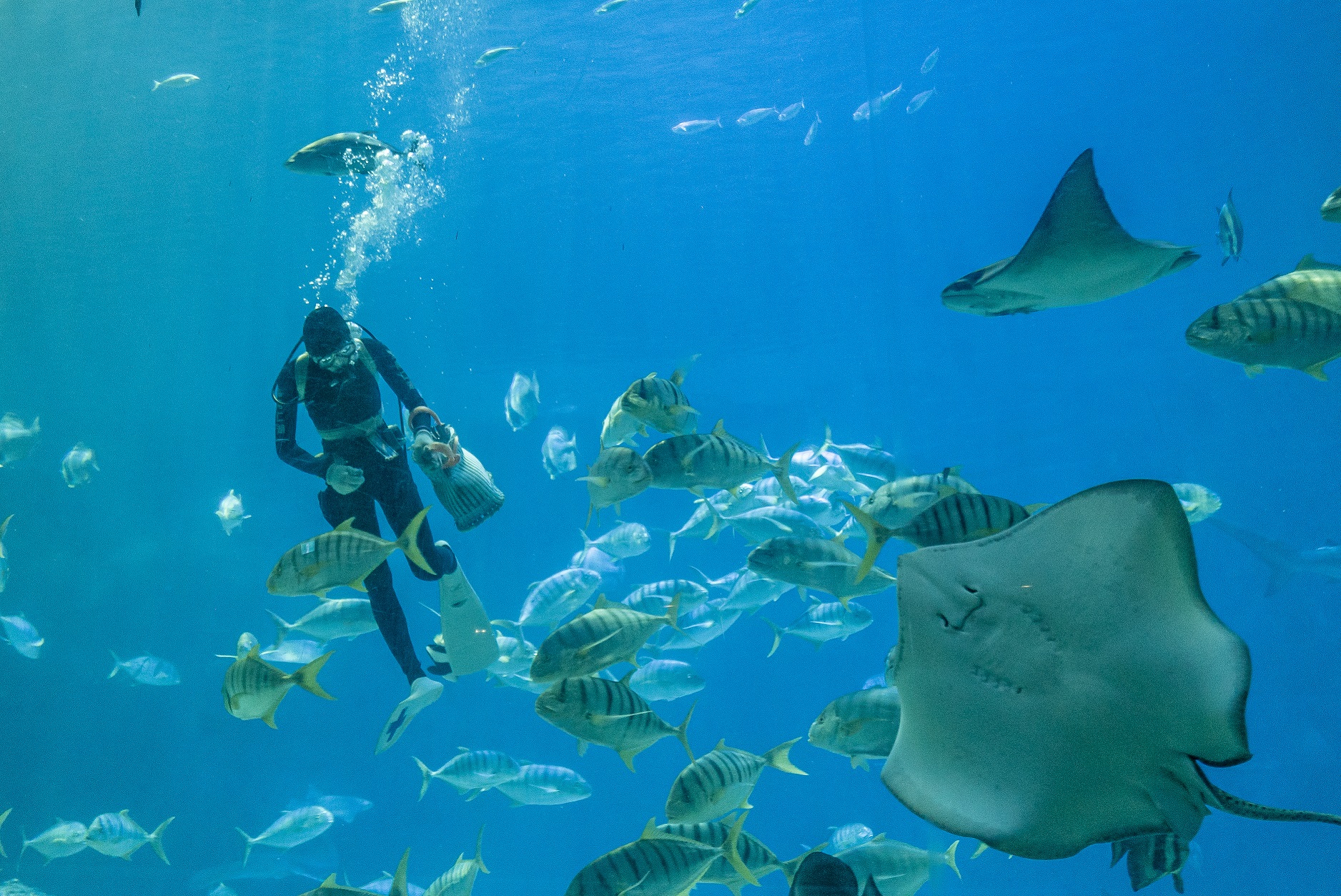 屏東海生館超萌魟魚餵食畫面吸睛 暑期活動【魟魚飛行日誌】帶領民眾認識海生館魟魚大不同