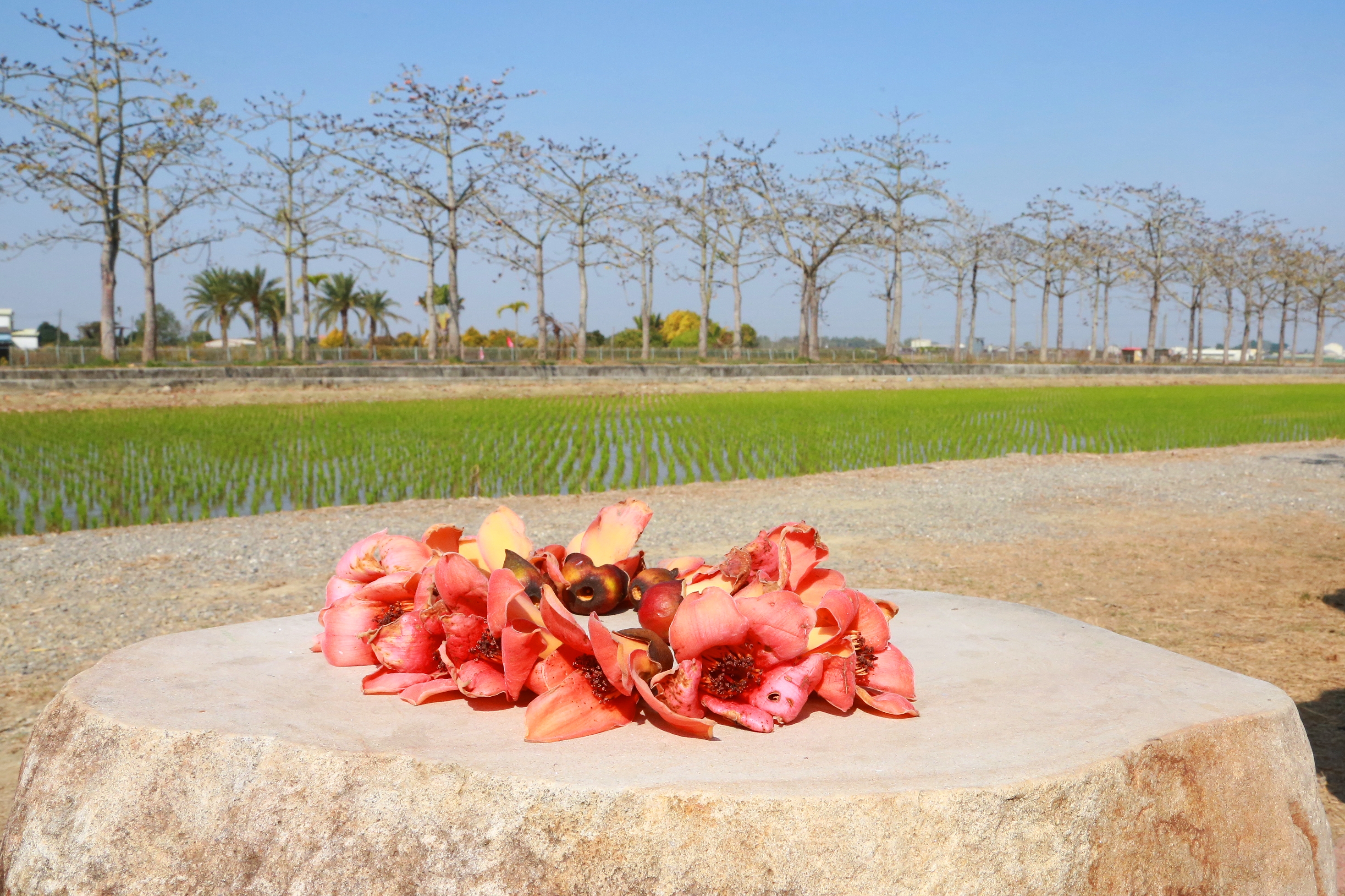 白河林初埤木棉花季開張囉！目前開花狀況大約僅一成