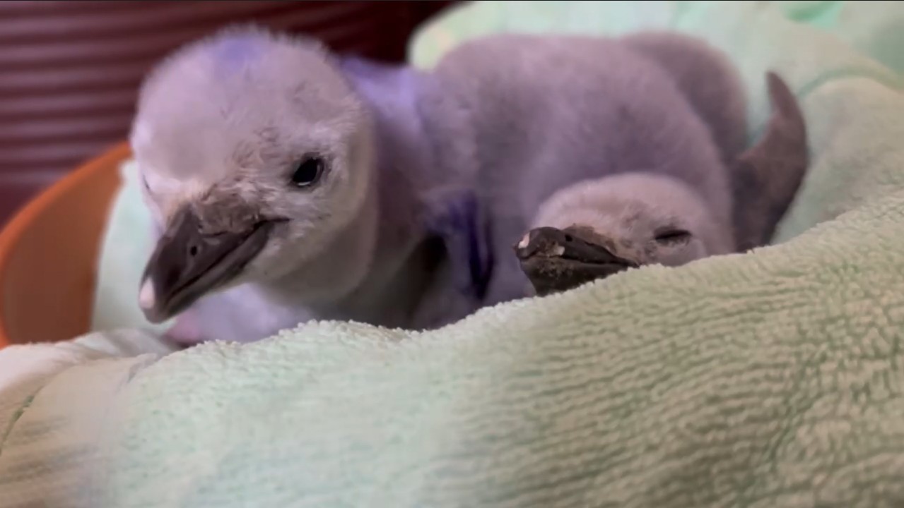 屏東海生館「單身阿鵝追愛實錄」脫單歷程全紀錄！ 廣邀民眾手持定情之石敲出幸福戀曲 有機會入缸近距離體驗餵食企鵝