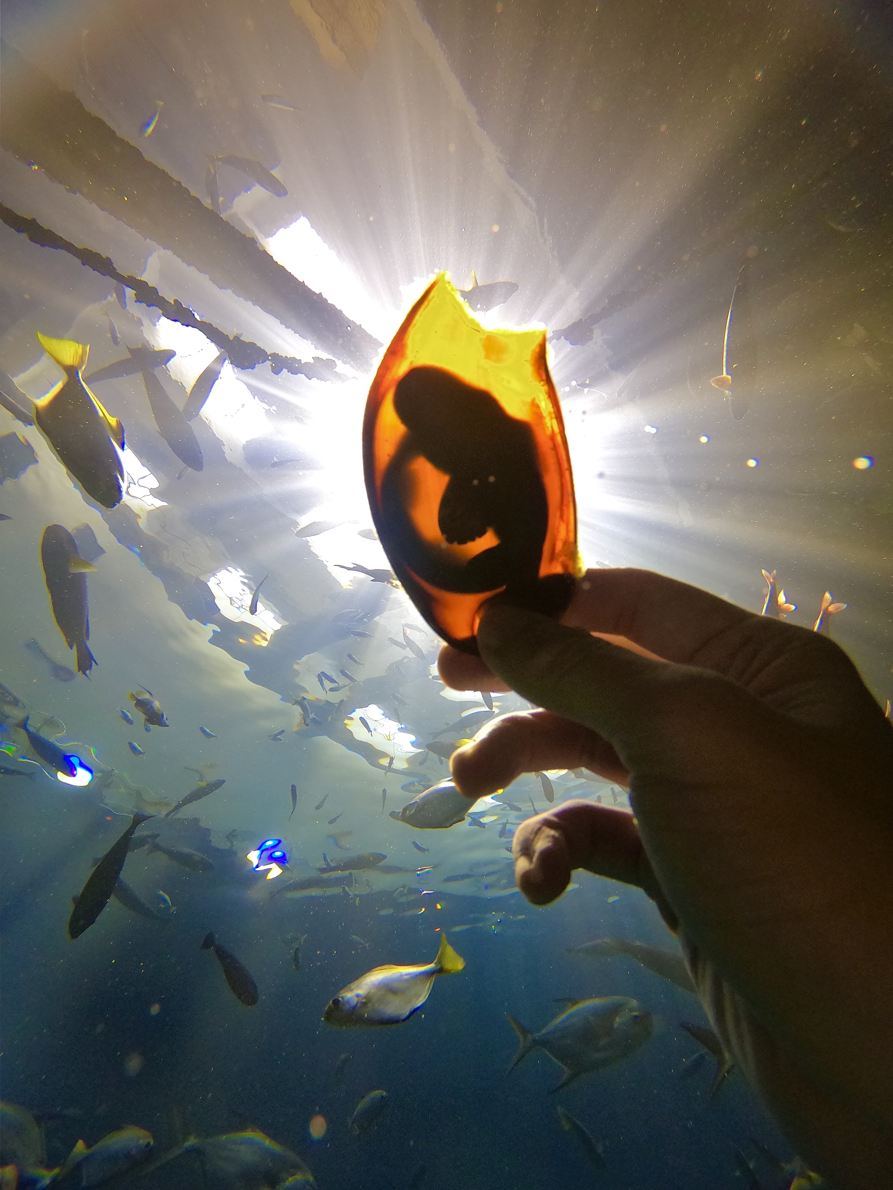 鯊魚寶寶萌翻天 屏東海生館推勞工節連假優惠相揪直擊飼育後場