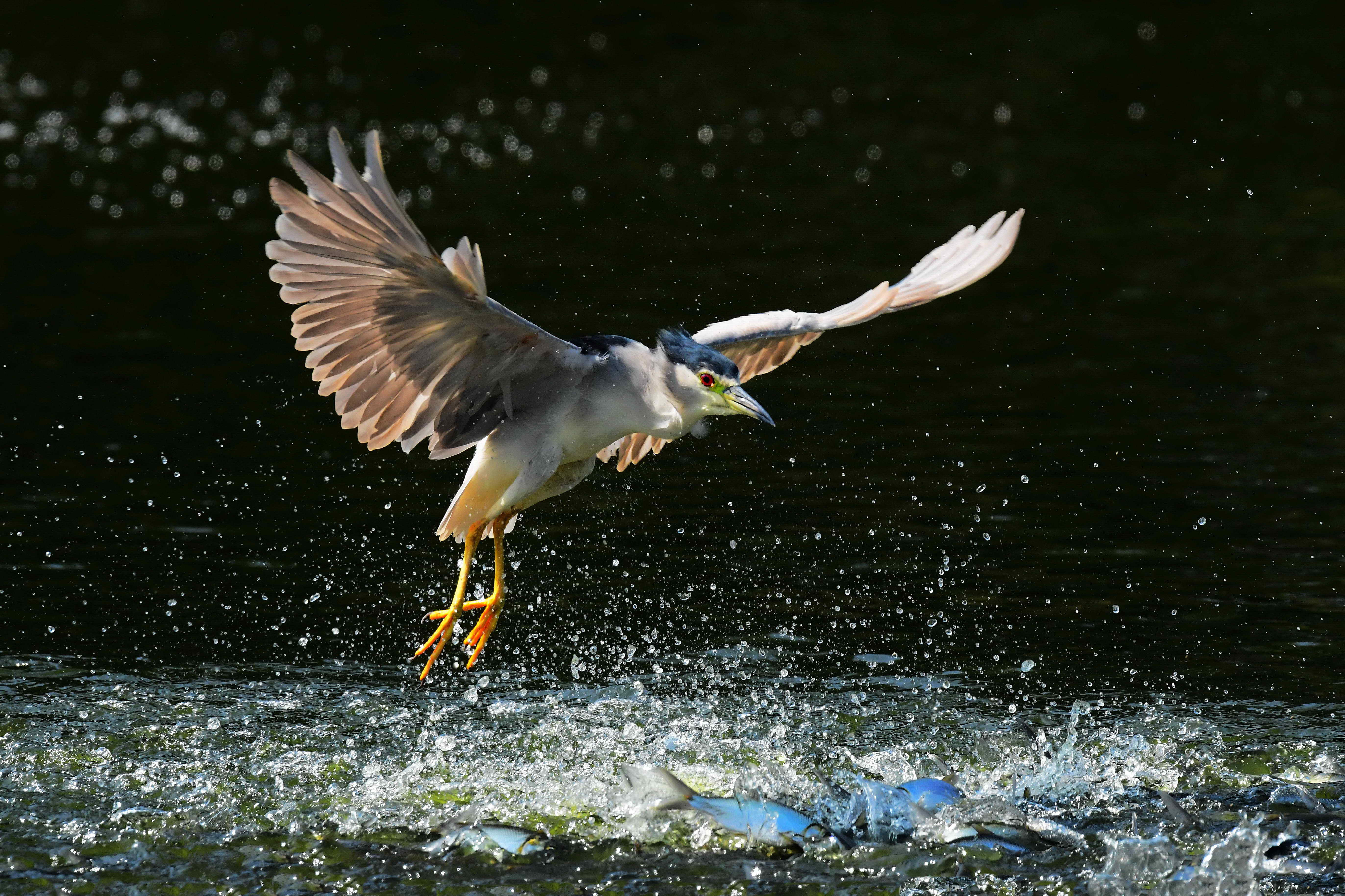 2022年群英飛羽世界野鳥攝影聯展台南多位攝影家參展南北交流共襄盛舉