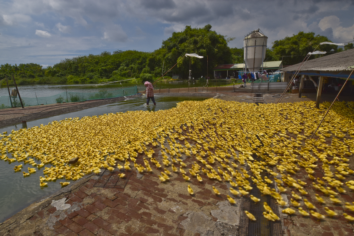 臺南新化大目降攝影比賽   以遊客心境捕捉畫面更顯小鎮之美 