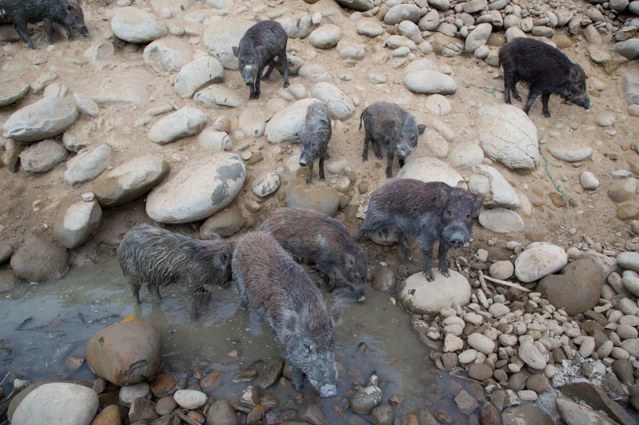 西拉雅風景區管理處攜手嘉義縣大埔鄉推期間限定旅遊團