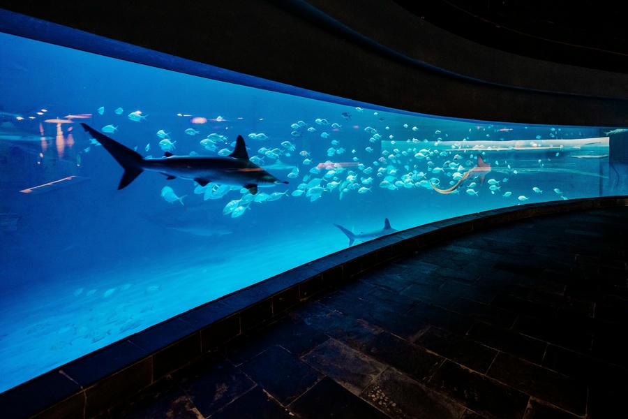 屏東海生館「夏日海洋季」暑期重磅登場鯊魚寶寶透明卵鞘全台首展