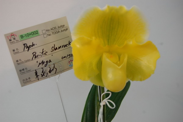 2011台灣國際蘭展 大獎花於3 日下午出爐