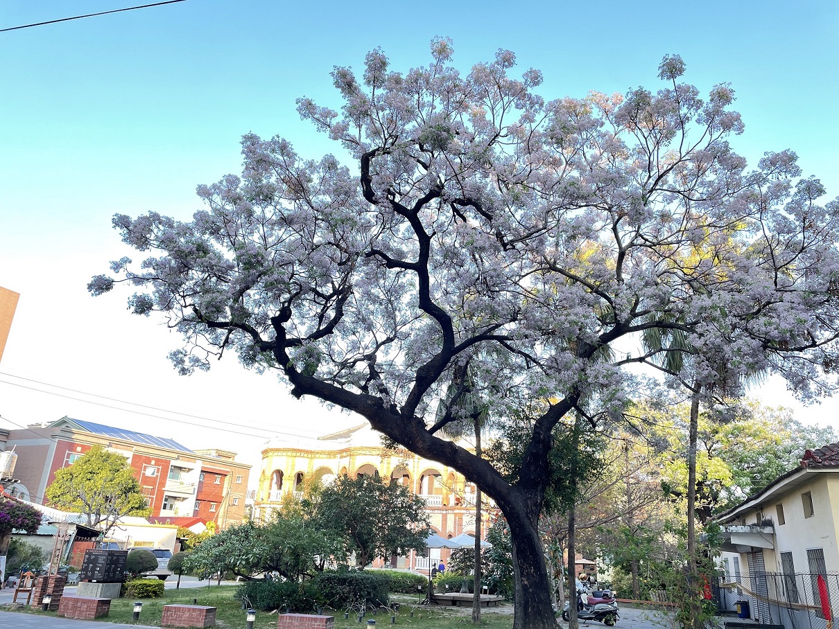 春季賞花 解鎖臺南的花花世界