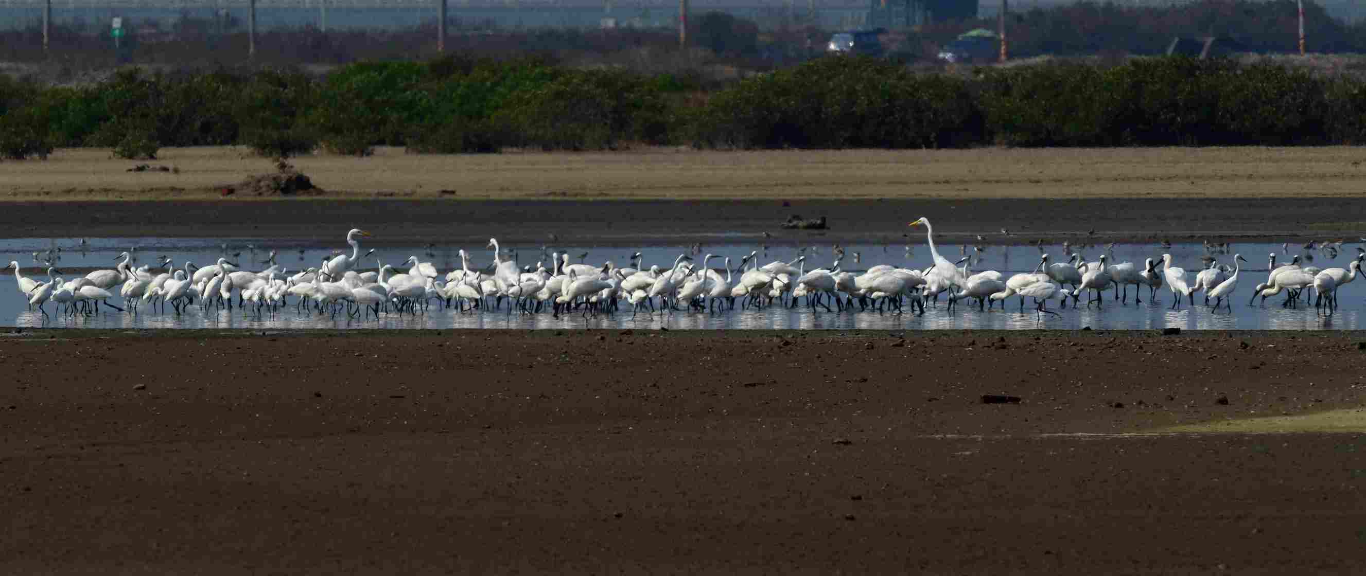 2025黑面琵鷺保育季「我愛黑琵」寫生比賽10月26日登場  已經開始報名了