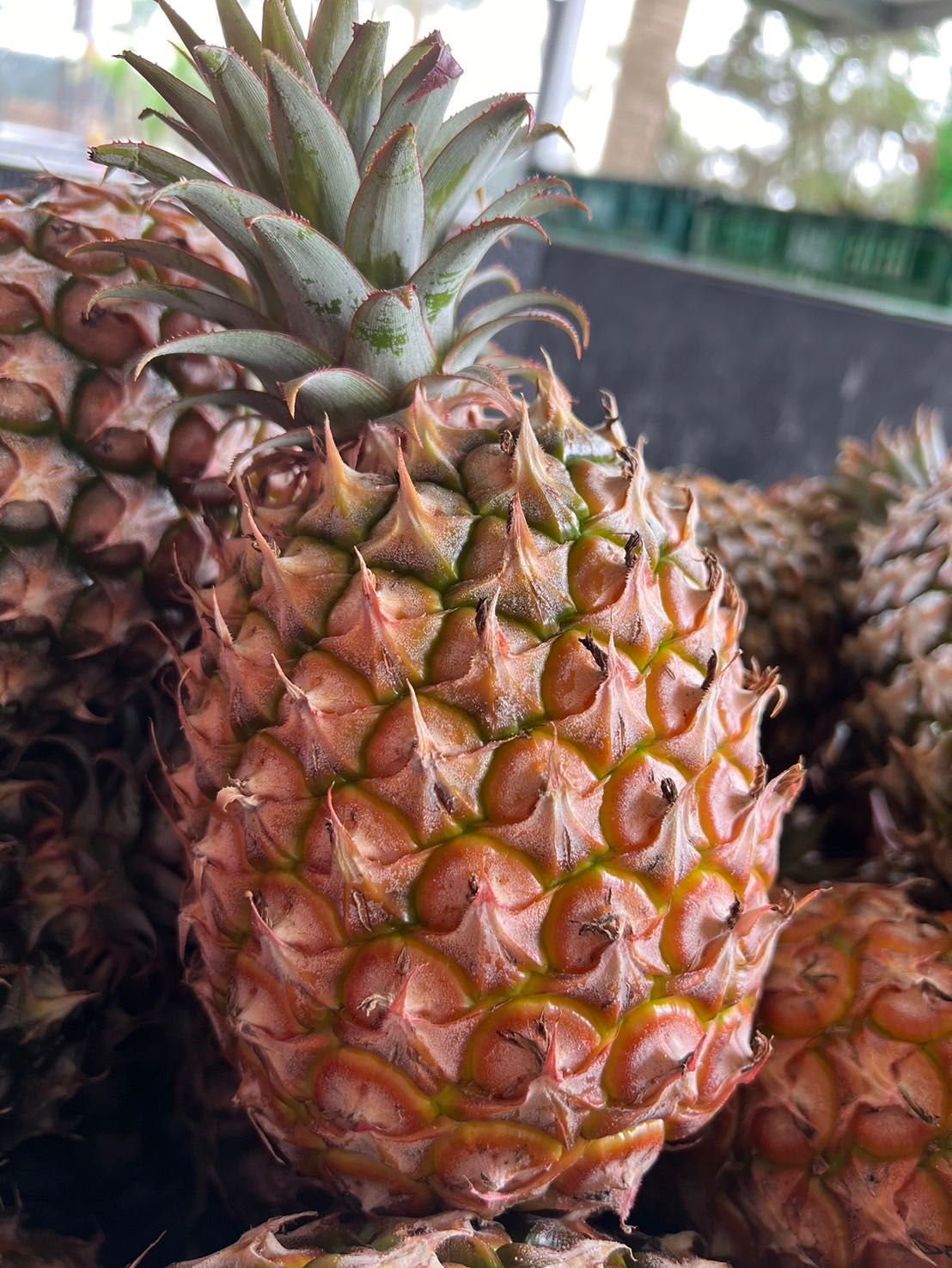 鳳梨來了 旺萊了 現在嘗鮮正是時候