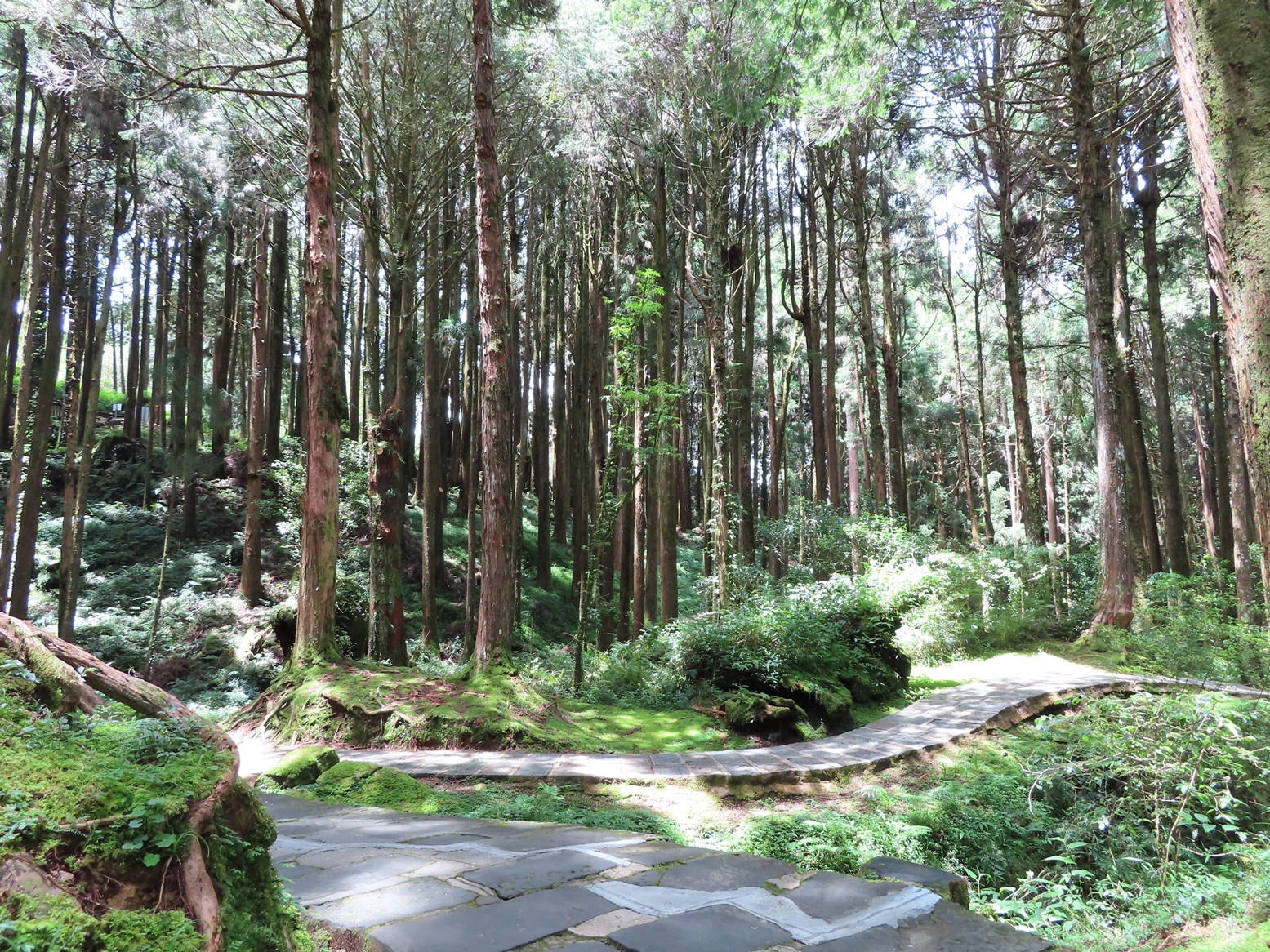 阿里山國家森林遊樂區姊妹潭步道 19日起部分封閉施工