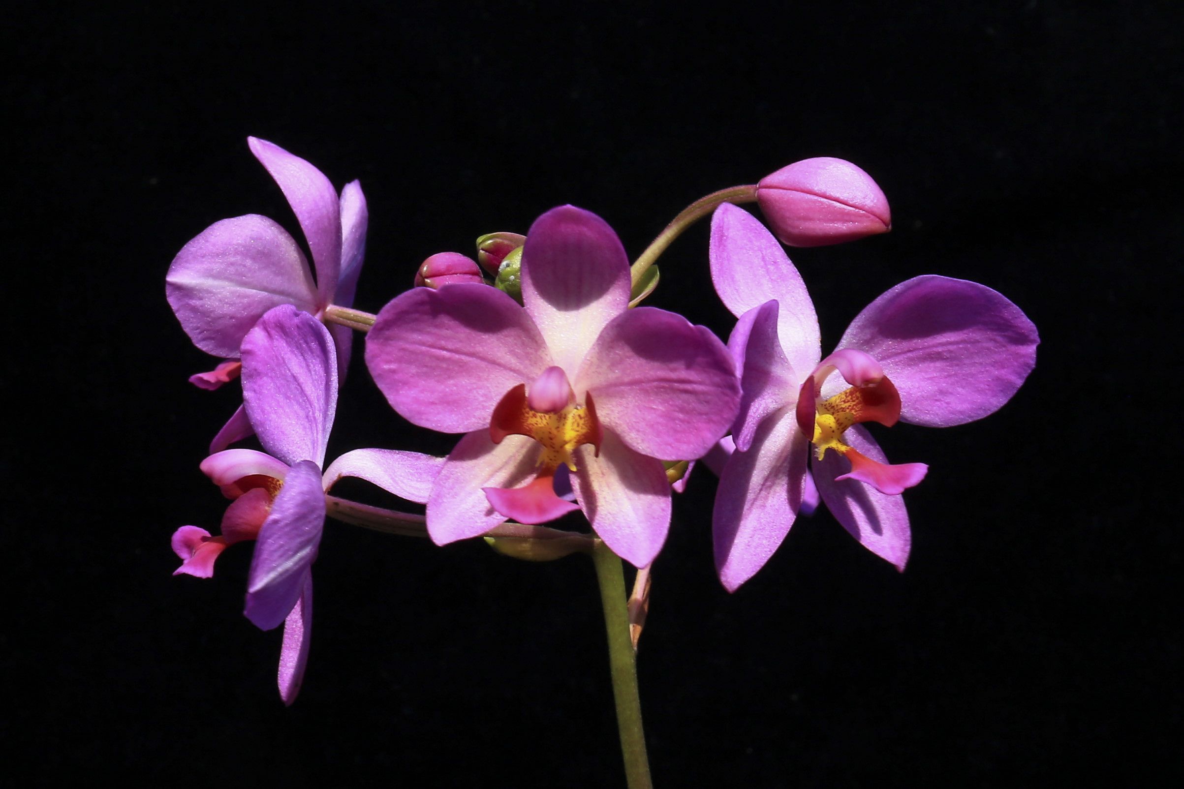 粉苞舌蘭爆花中  新品種上市開賣啦