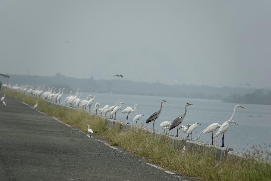 兒童節連假「鷺鷥等公車–光影卡片DIY」邀親子在鰲鼓濕地感受春日創作樂趣