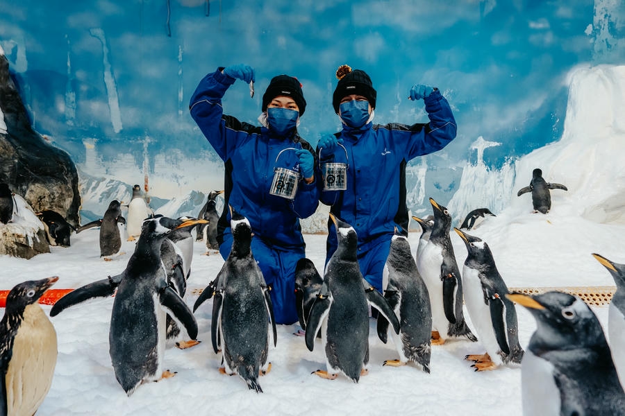 企鵝抽血要先泡溫水澡？屏東海生館揭密健檢日常  人氣體驗活動只到六月底 「我與企鵝的0.1毫米」倒數兩個月