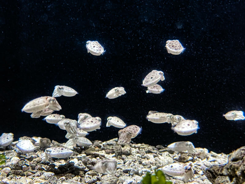 虎斑烏賊寶寶萌樣亮相 屏東海生館「夏日海洋季」再揭生命奧秘 鯊魚寶寶透明卵鞘全台首展一起揭開海洋寶寶的成長故事！