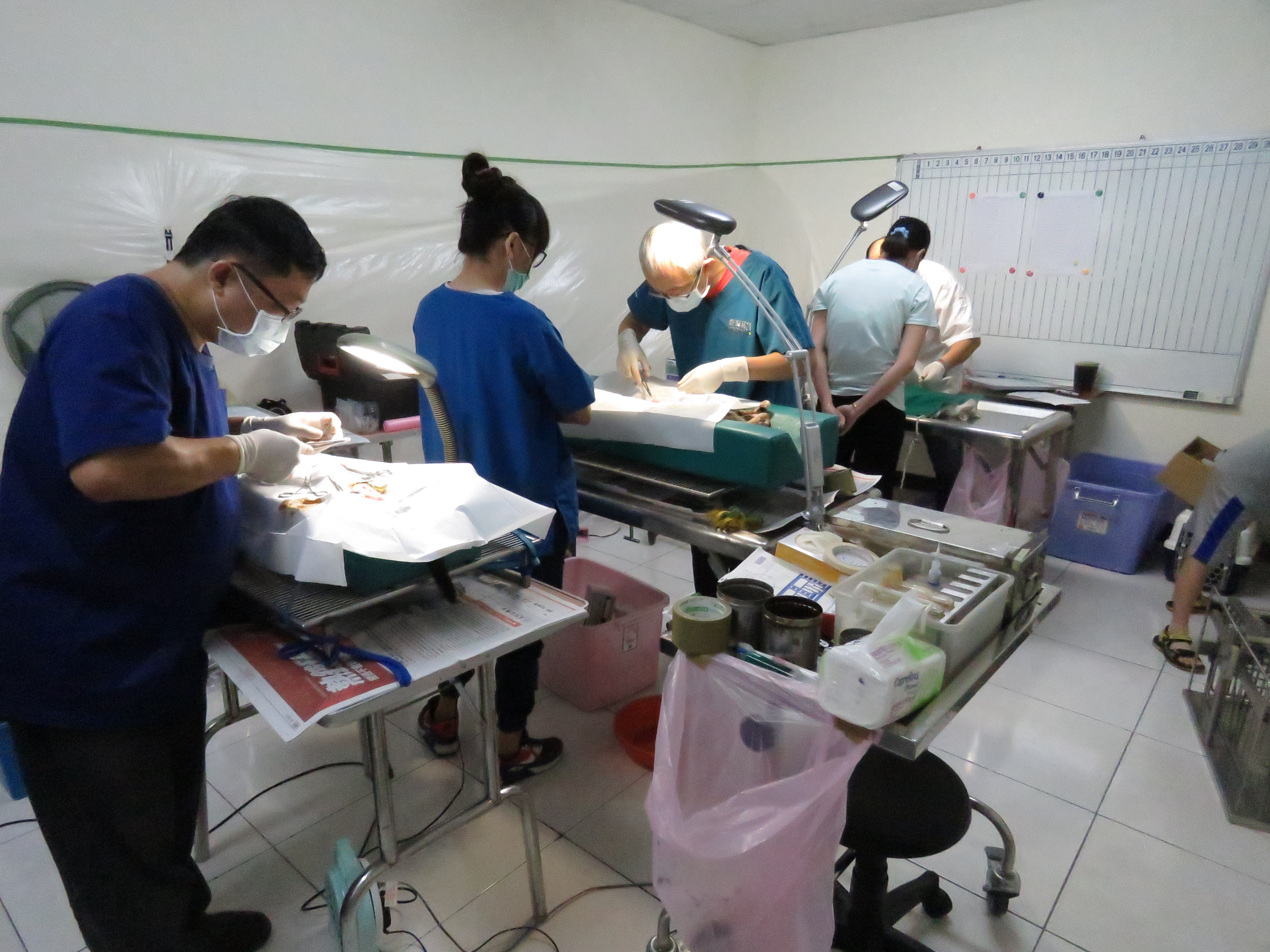 不絕育恐挨罰！臺南推動犬貓絕育補助　 守護毛孩健康、減少流浪更安心