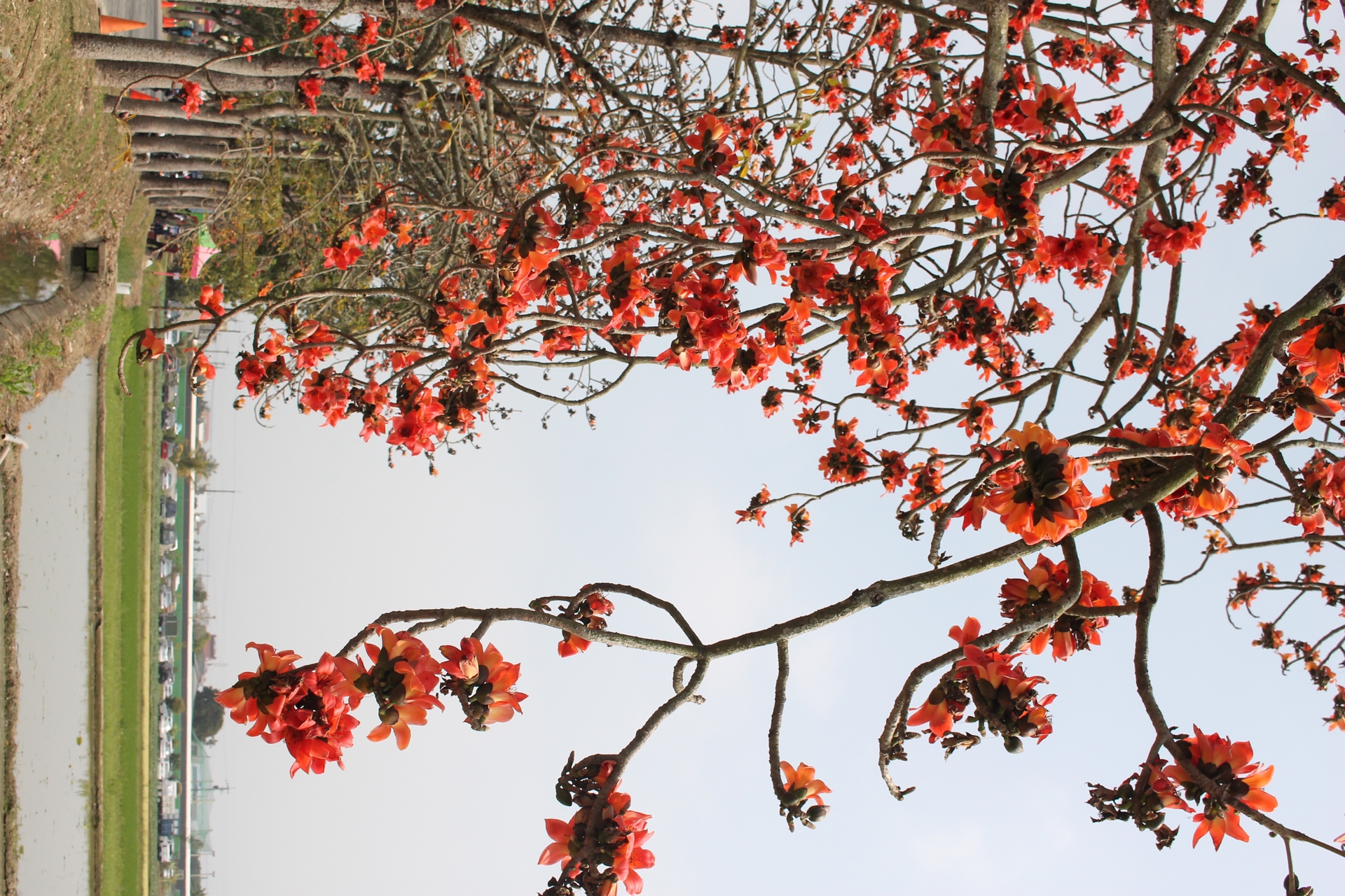白河萬里長城、林初埤木棉道花季3/1開跑賞花一日遊