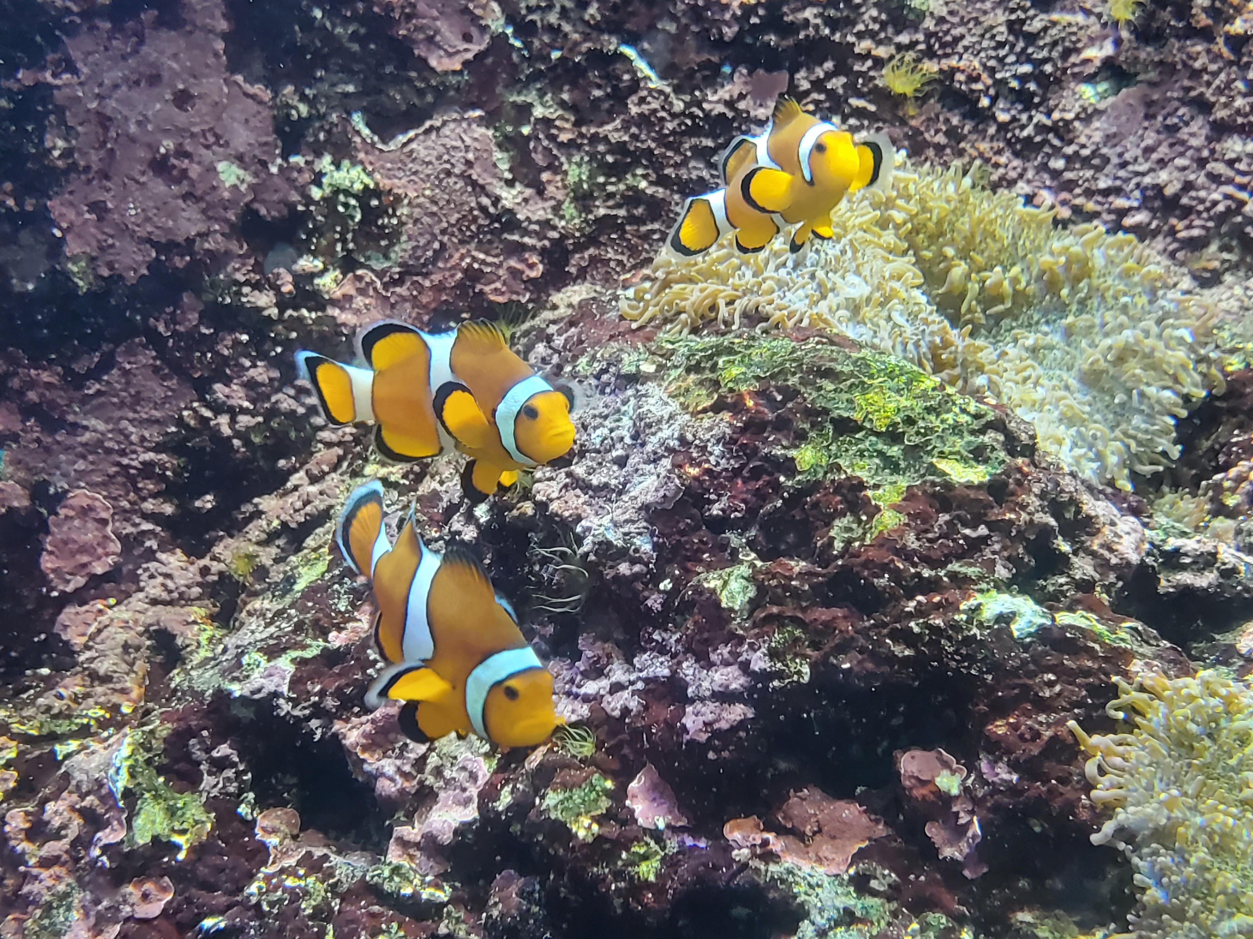 屏東海生館夢幻粉色系登場 側帶擬花鮨粉紅體色藏玄機