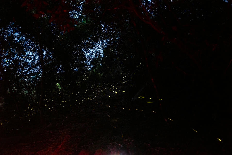 2026螢光花泉季二部曲登場  春夜追光正當時 梅嶺賞螢真正夯