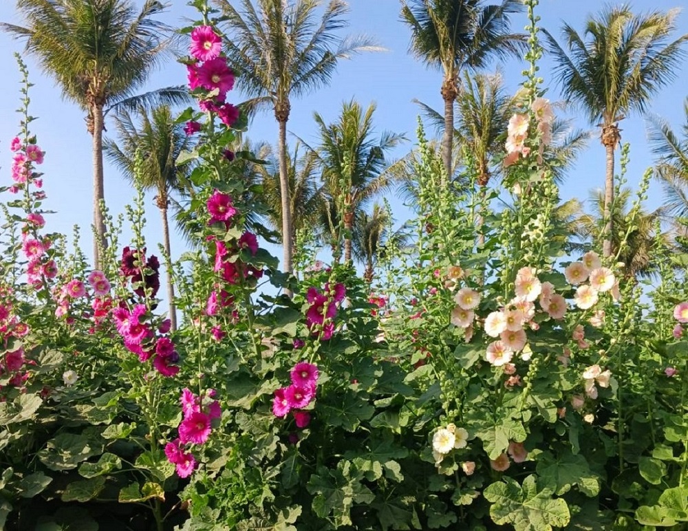 台南228連假攻略 馬戲x蜀葵x蘭展行銷x親子遊