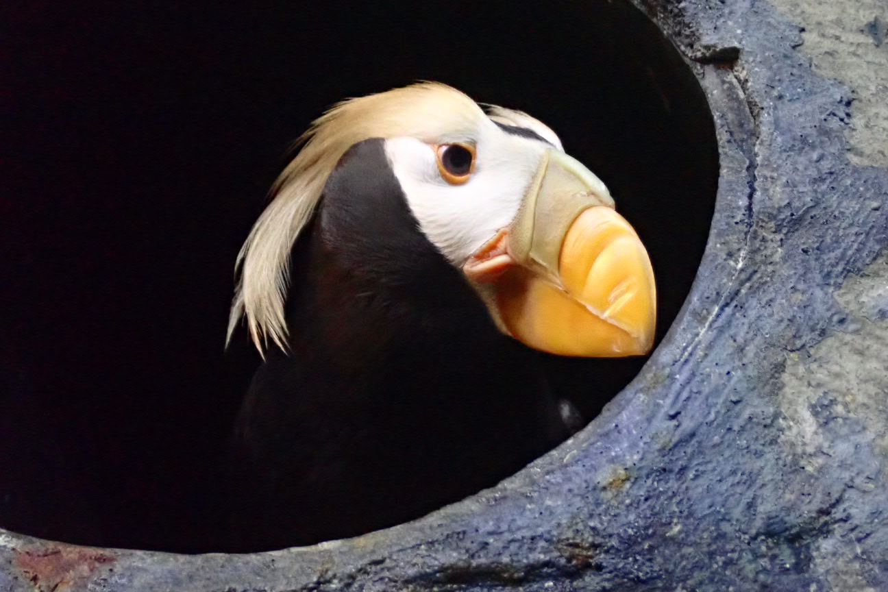 穿上求偶必備戰袍 屏東海生館鳳頭海鸚鵡華麗變身