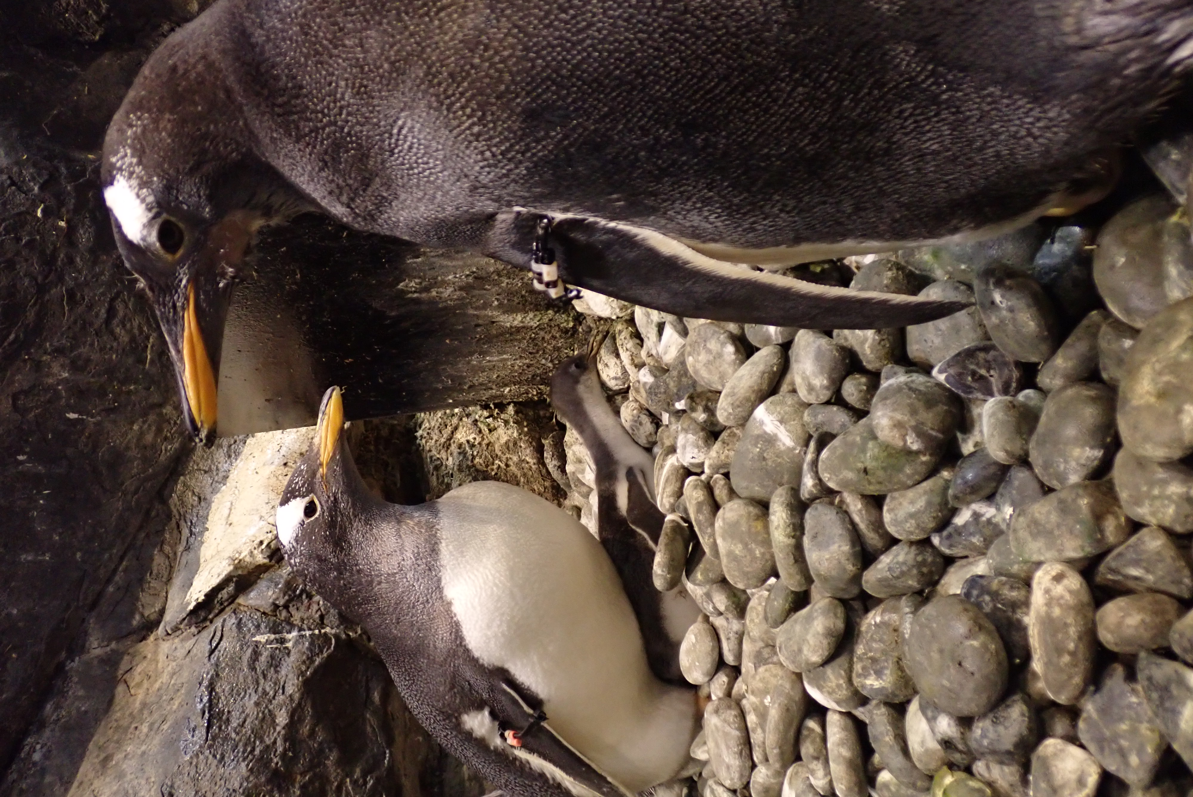 屏東海生館企鵝年度大健檢 小兵立大功 企鵝用「鵝卵石」讓愛保持活力