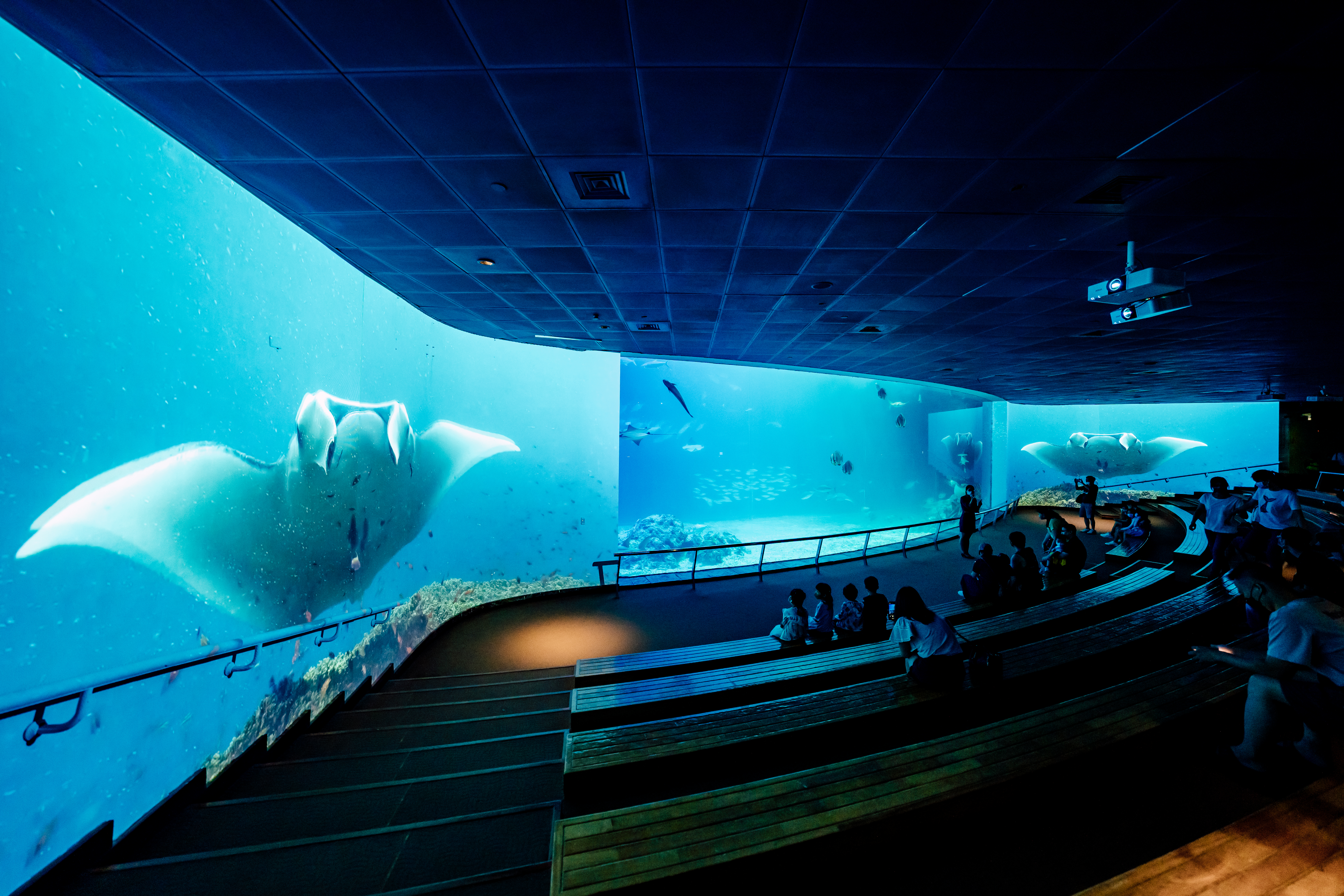 屏東海生館暑期活動「魟魚飛行日誌」限時登場！ 全新環繞沉浸式投影與打卡裝置　跟著魟魚來一趟海洋之旅 海洋親子營、夜巡海生館　多元暑期活動瘋玩夏日時光