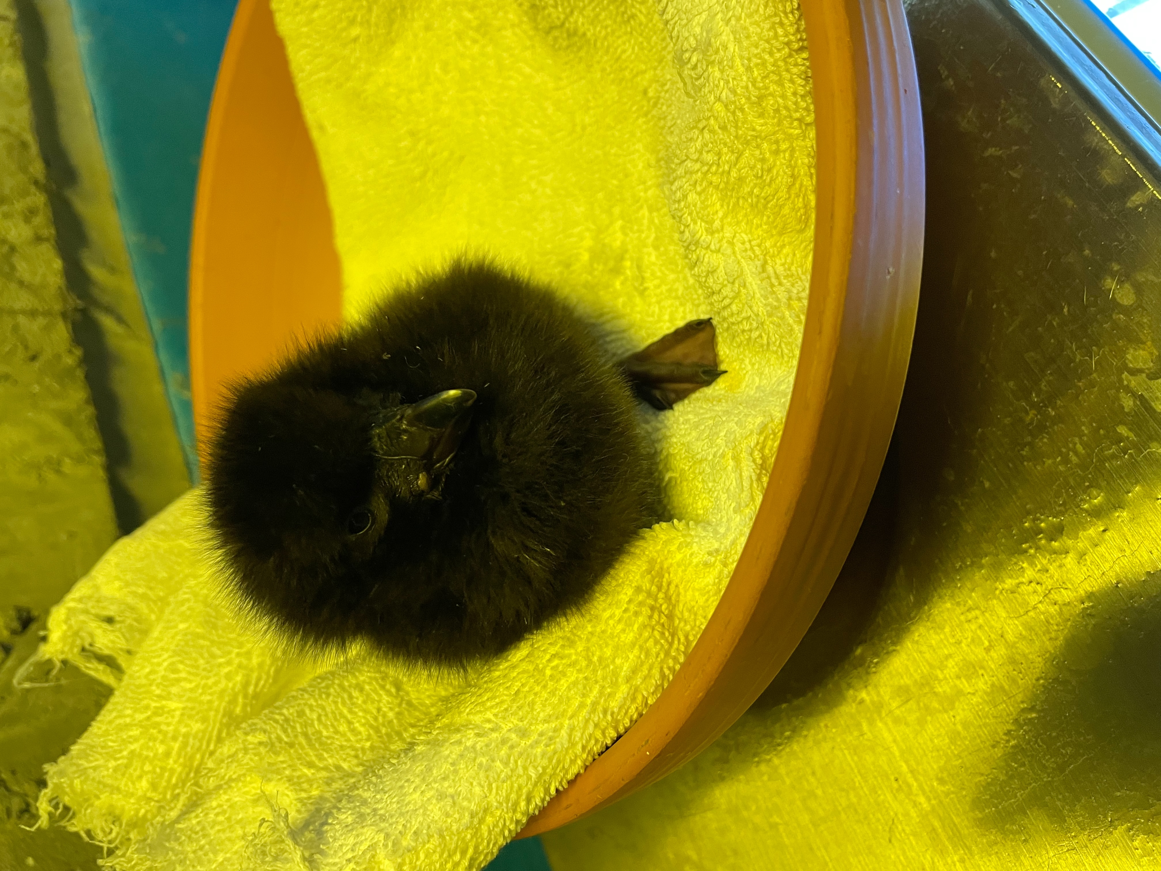 炭黑毛球新生降臨萌翻 屏東海生館喜迎鳳頭海鸚鵡寶寶