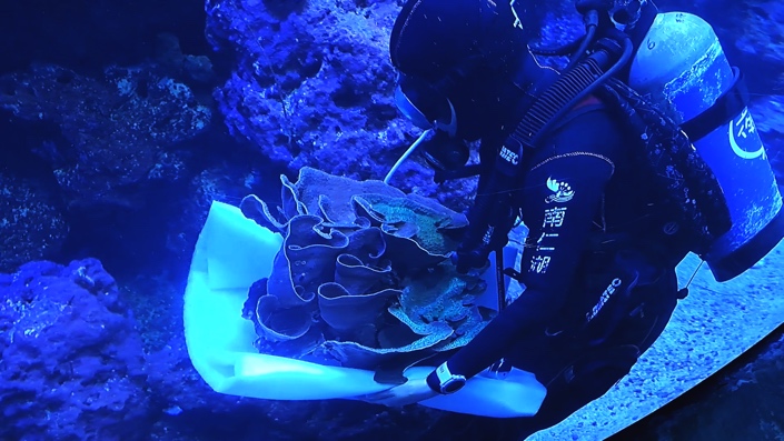 端午連假首選！ 屏東海生館展出25年人工培育珊瑚，親水廣場清涼開放，鸚鸚見面會倒數登場！