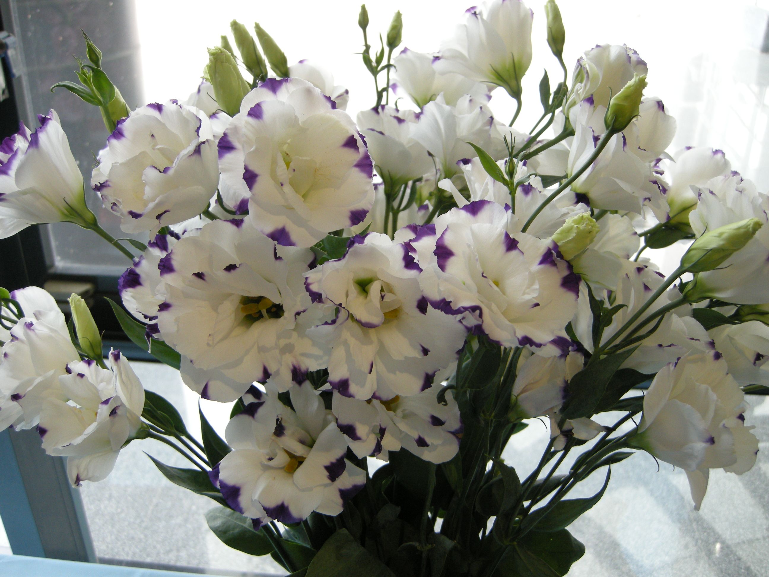 洋桔梗花色繽紛耐久 年節佈置更添喜氣