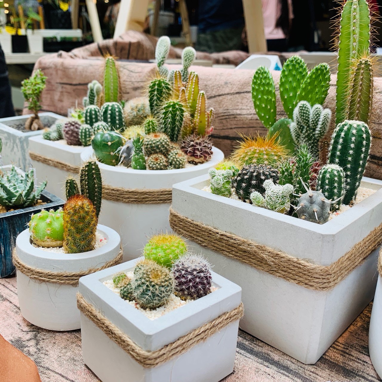 多肉植物免費送! 南紡購物中心仙肉市集28日起登場