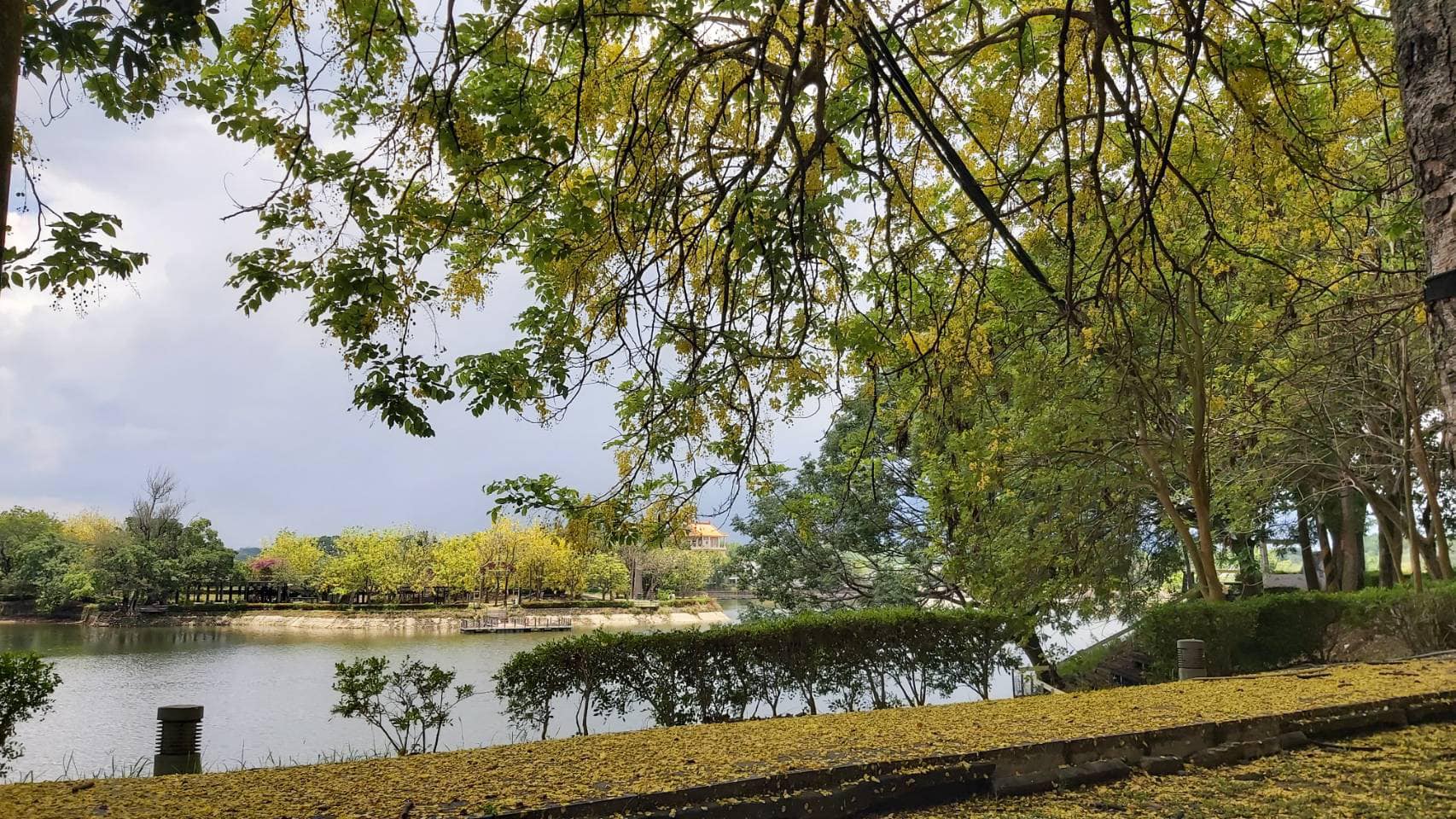虎頭埤阿勃勒盛開美景網上看，在家防疫又療癒